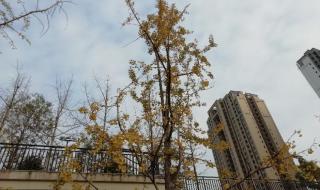 重庆市巴蜀小学