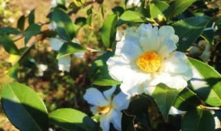 油茶籽油擦脸有什么好处 油茶籽油多少钱一斤