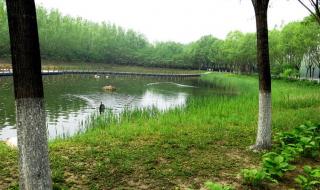 野鸭湖最佳观鸟时间 野鸭湖湿地公园